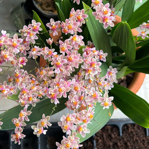 光宗粉梦香兰花剑长年宵花盆栽