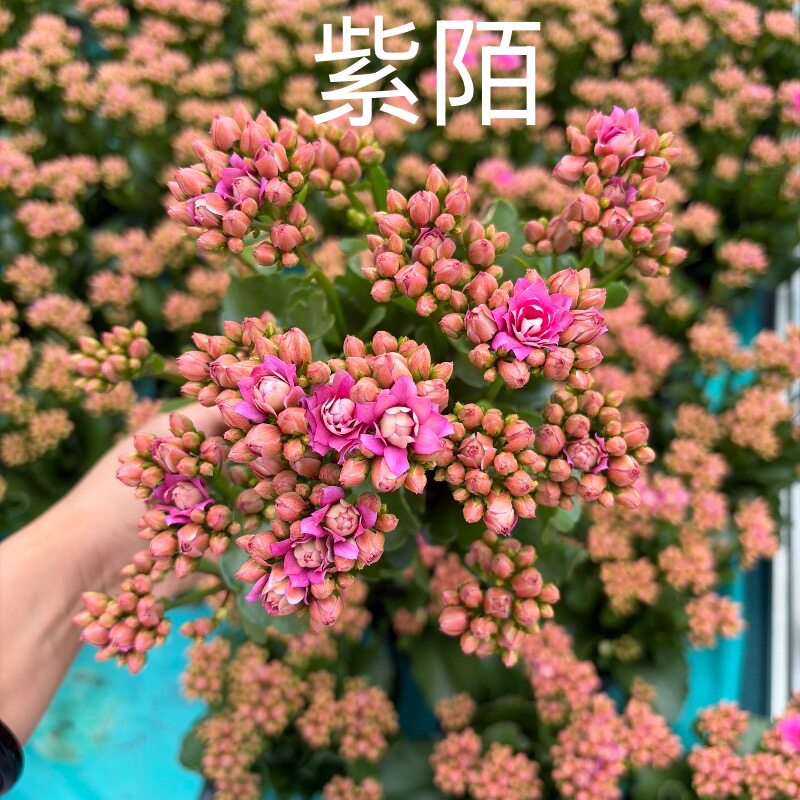 紫陌紫色长寿花盆栽多花型新品