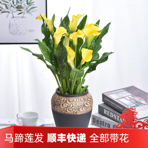 高级盆栽马蹄莲带花发四季开