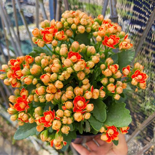 大盆金狐狸长寿花1盆3棵