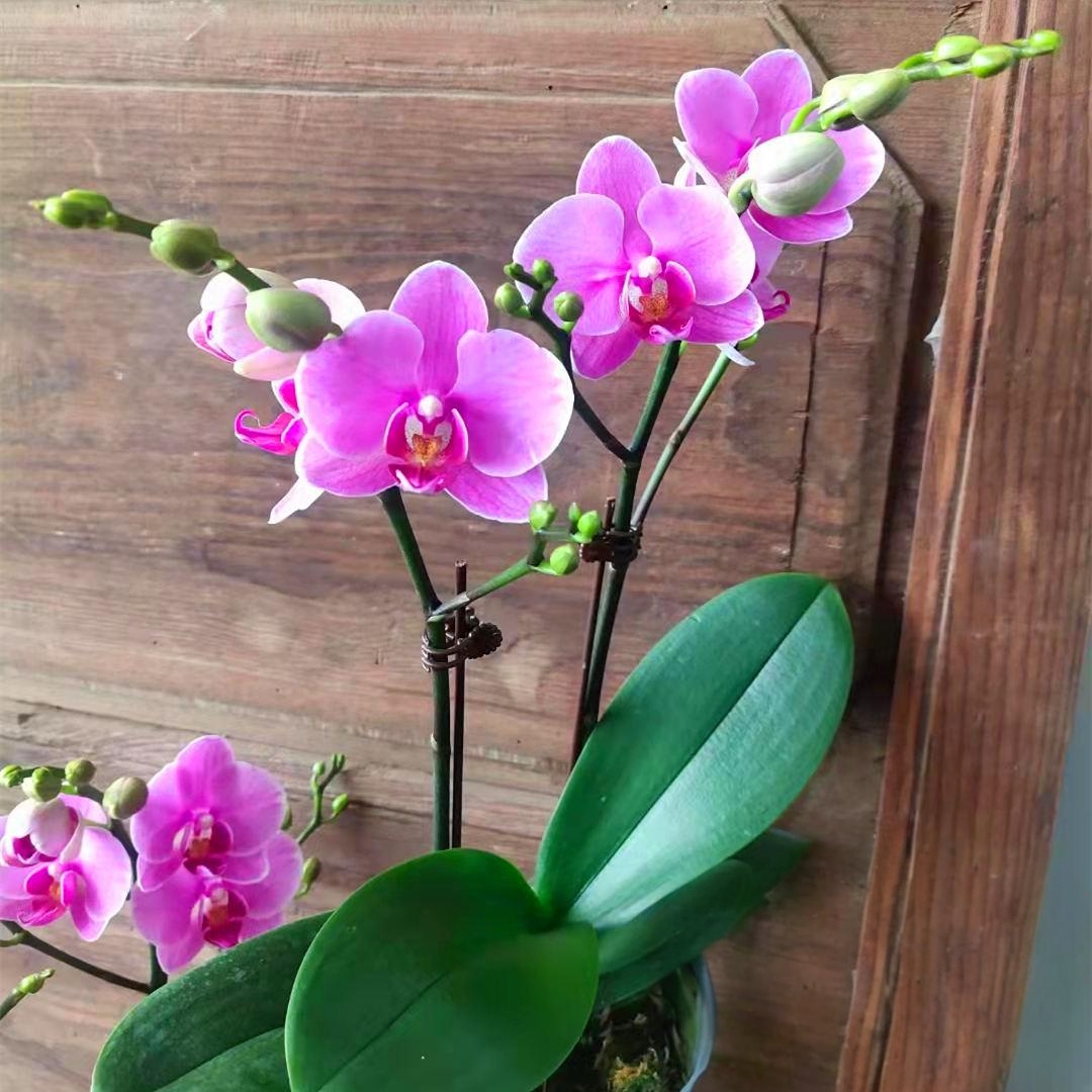 经典紫蝶双花剑蝴蝶兰盆栽