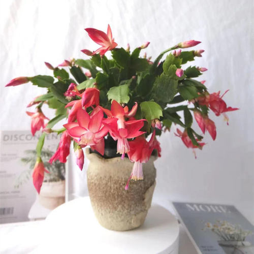 蟹爪兰多肉植物夏季室内开花