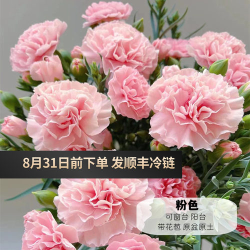 耐寒好养康乃馨盆栽花苞多