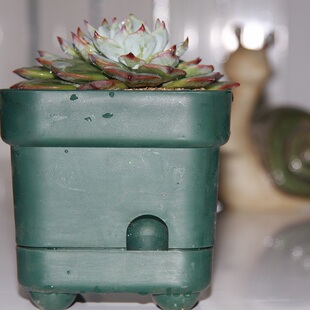 蓄水花盆 多肉DD110改进GD-1810 厚实带底托卡口 多肉方盆 仿地气