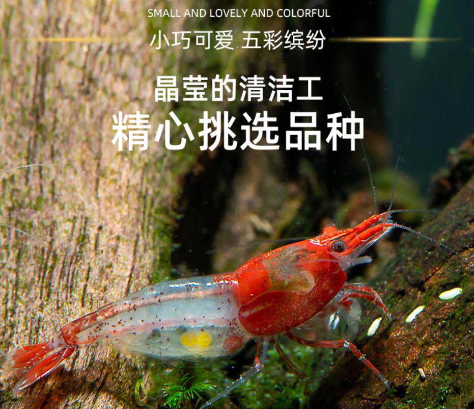 红琉璃虾品质成体虾观赏下极火虾活体宠物观赏除藻虾