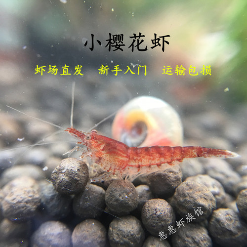观赏虾樱花虾品质优惠除藻观赏虾