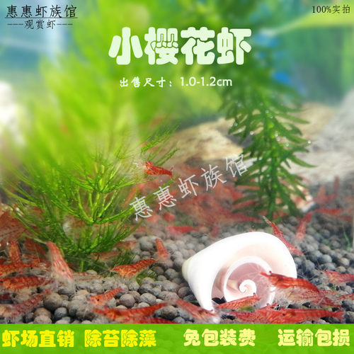 观赏虾樱花虾品质优惠除藻观赏虾