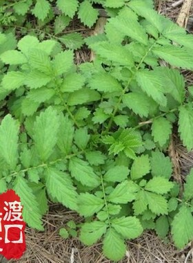 西洋龙牙草仙鹤草龙芽中药材种子