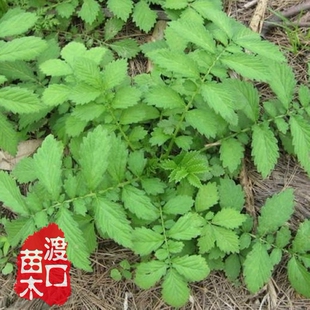 西洋龙牙草种子 50粒 仙鹤草龙芽草 中药材种子 苗也有 仙鹤草苗