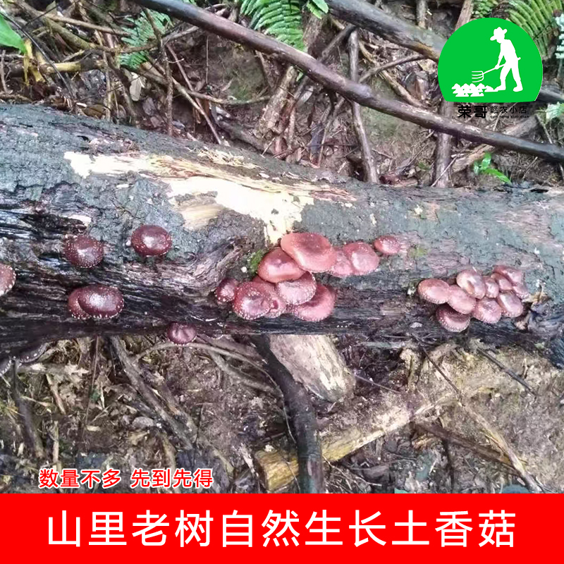 深山老树自然生长土香菇鲜香味美