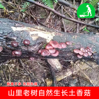 深山老樹自然生長土香菇鮮香味美