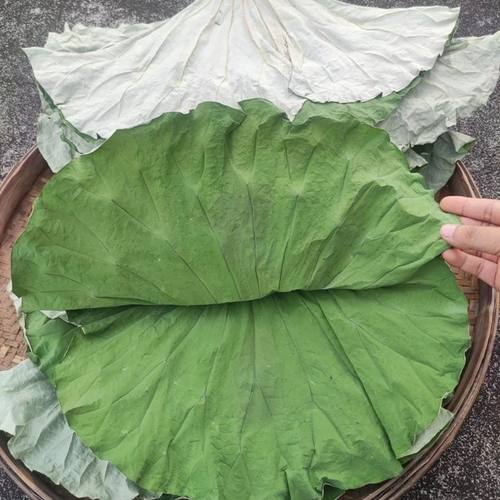 2025年新荷叶干货整张荷叶做叫花鸡荷叶鸡糯米鸡荷叶饭用材干荷叶