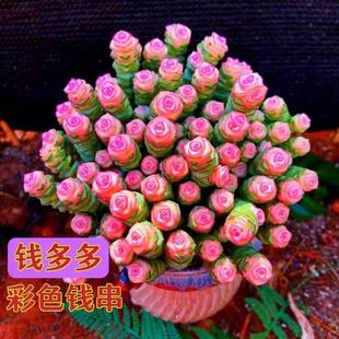 特大招财钱多多红心稀有钱串锦前程似锦罕见多肉办公室客厅桌爆盆