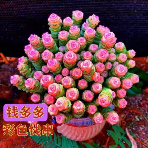 特大招财钱多多红心稀有钱串锦前程似锦罕见多肉办公室客厅桌爆盆