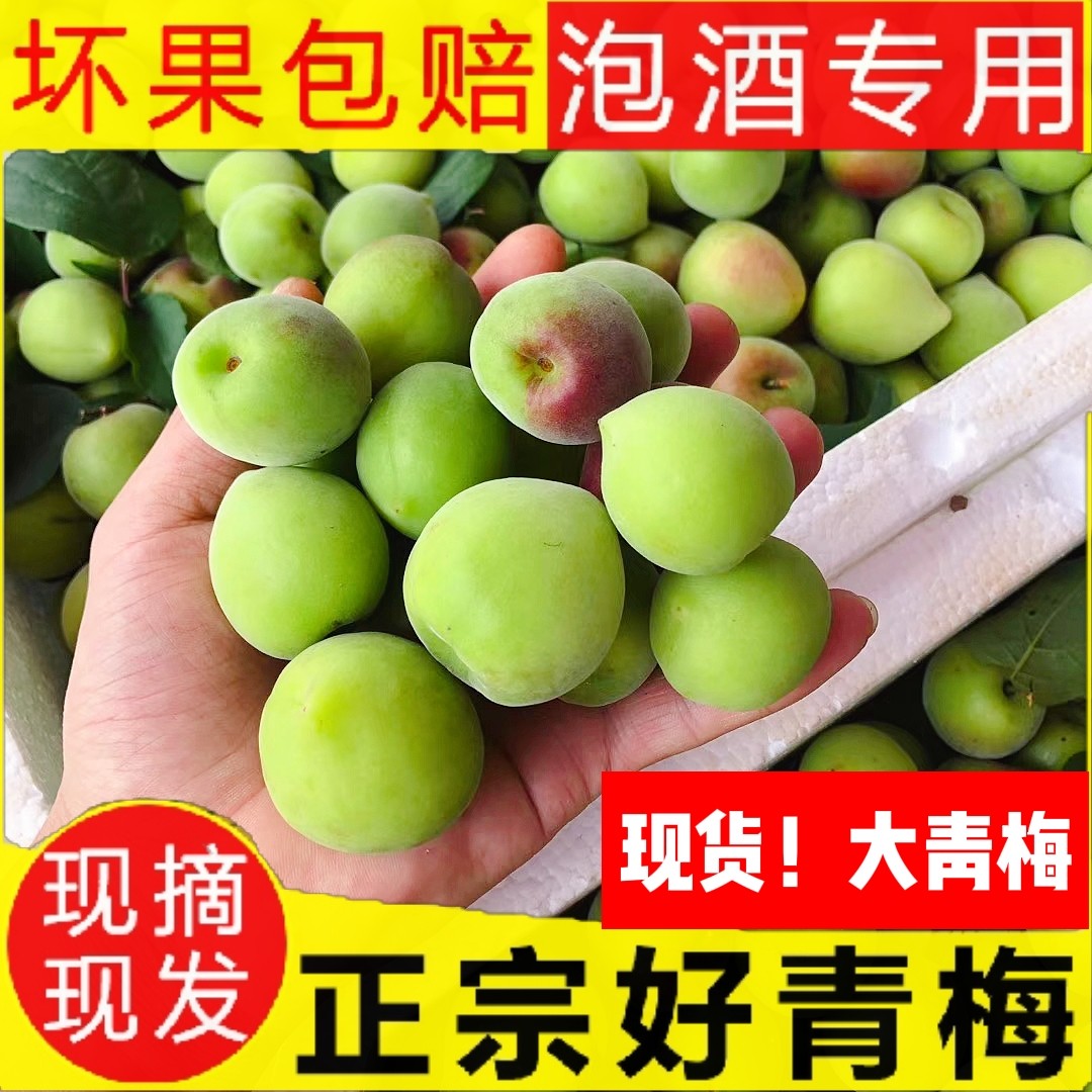 青梅果新鲜果现摘发货诏安野生酸梅子泡酒酵素孕妇酸水果精选青梅