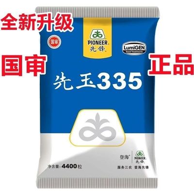 先玉335杂交玉米种子高产早熟