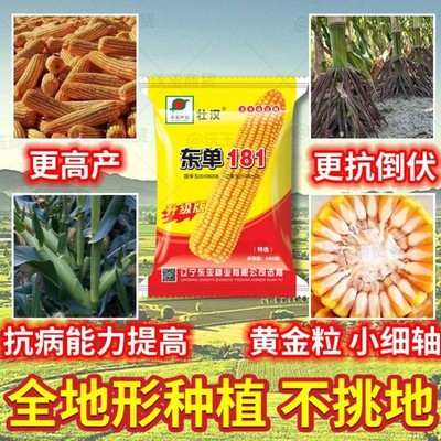 东单181超高产玉米种子早熟大棒