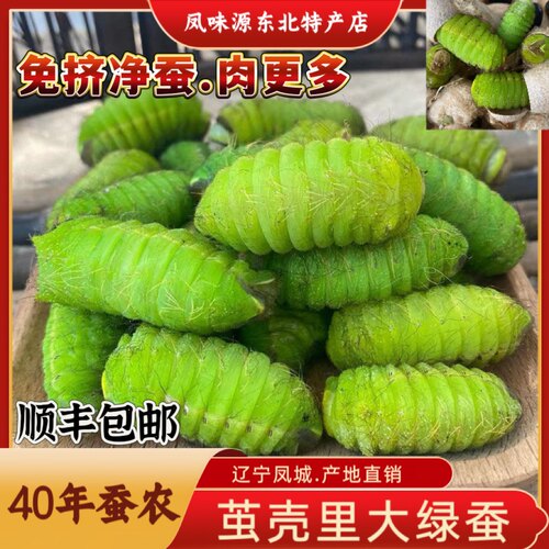 东北柞蚕大青蚕茧壳里大蚕免挤蚕鲜活山上大绿蚕瓶装速冻顺丰包邮