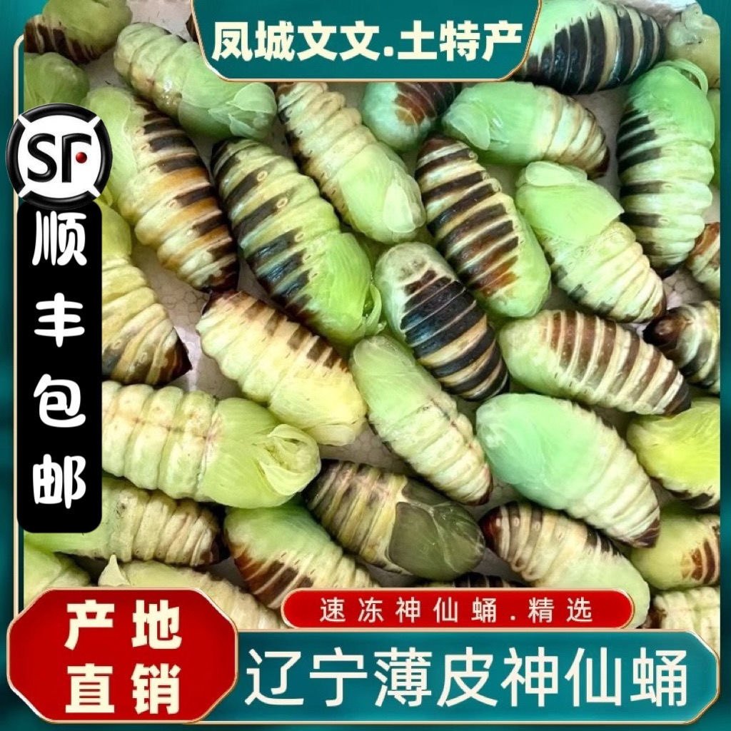 东北特产神仙蛹嫩蚕蛹绿色蚕蛹薄皮柞树蚕蛹糖大绿虫子顺丰包邮