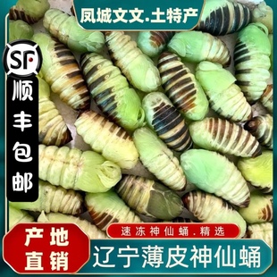 东北特产鲜活神仙蛹速冻嫩蚕蛹鲜活蚕蛹薄皮蛹大绿虫子顺丰包邮