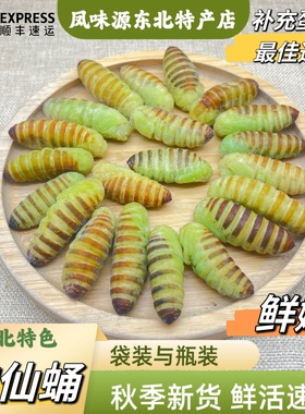 东北凤城岫岩营口嫩皮神仙蛹绿皮蚕蛹蛹新鲜鲜活蚕蛹速冻顺丰包邮