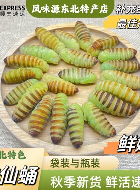 东北鲜活蚕蛹速冻顺丰包邮