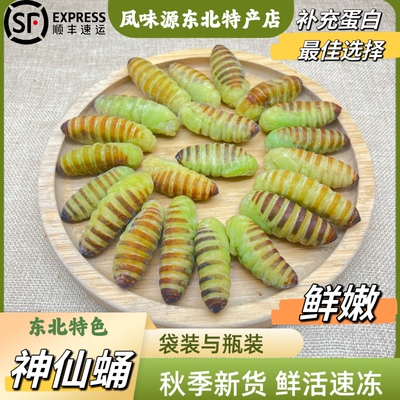 东北凤城岫岩营口嫩皮神仙蛹绿皮蚕蛹蛹新鲜鲜活蚕蛹速冻顺丰包邮