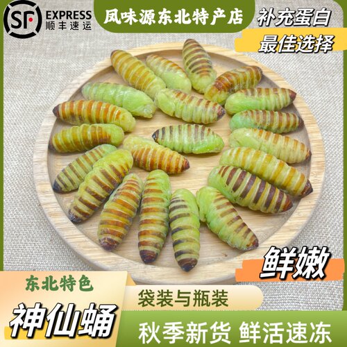 东北鲜活蚕蛹速冻顺丰包邮