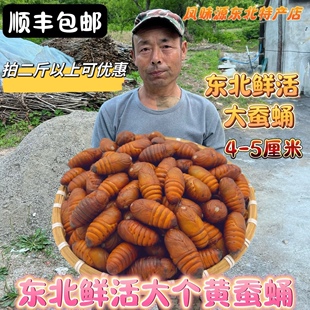 26年东北新鲜活蚕蛹柞蚕蛹茧蛹子大黄茧蛹子大个活蛹顺丰包邮