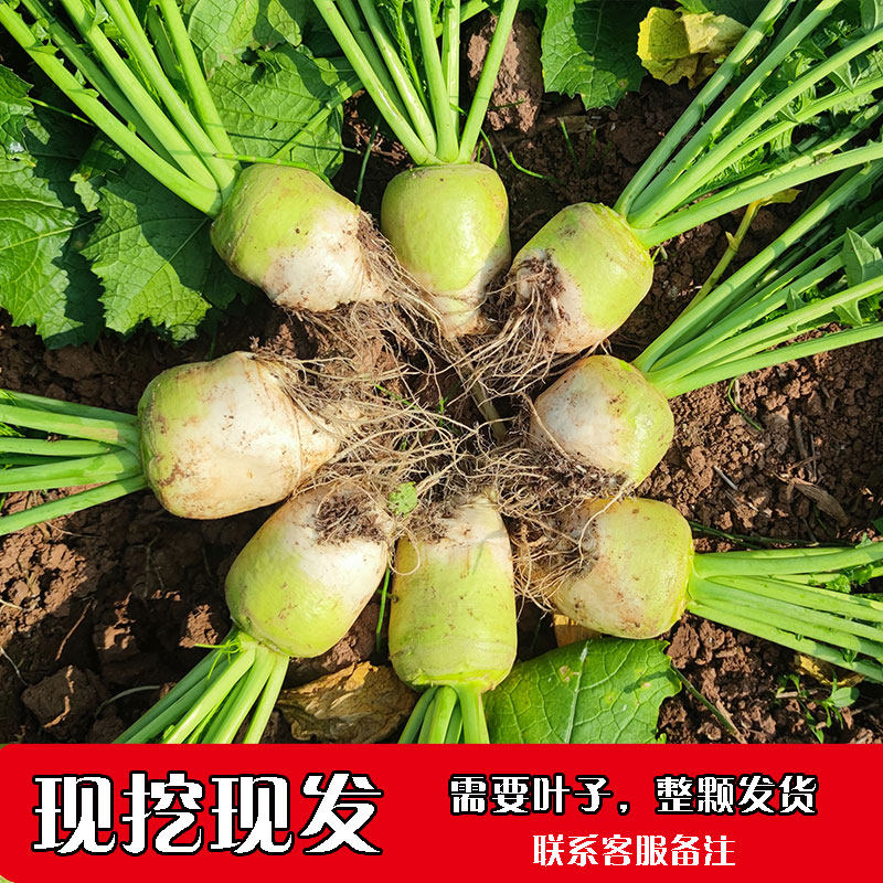 四川新鲜大头菜现挖芥菜疙瘩菜咸菜下饭菜辣菜酱菜农家自种蔬菜,水产肉类/新鲜蔬果/熟食,腌制/榨菜/泡菜,淘宝优惠券,粉丝福利购,淘宝优惠卷