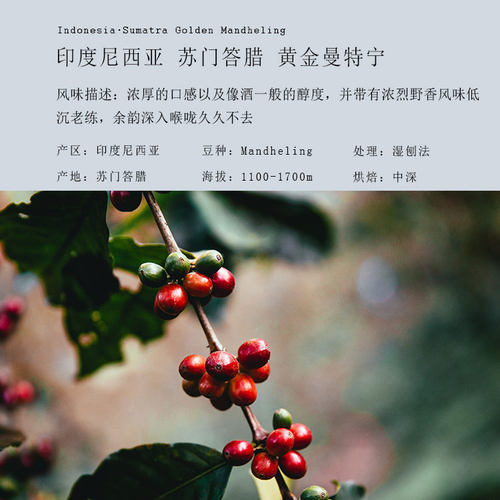 中烘焙咖啡豆印度尼西亚苏门答腊