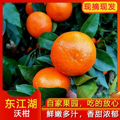 东江湖沃柑清江应季水果10斤新鲜现摘比蜜桔浓郁