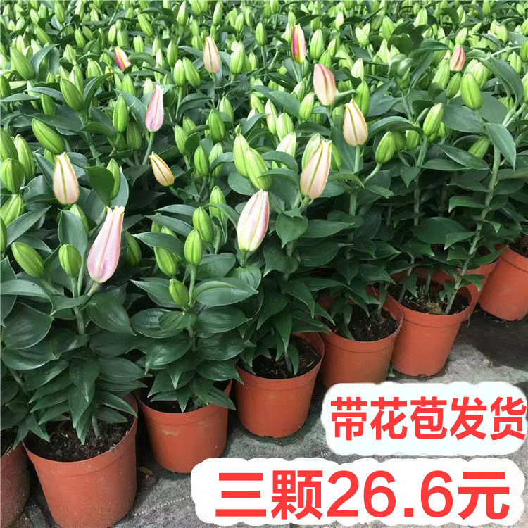 百合花盆栽带花苞室内客