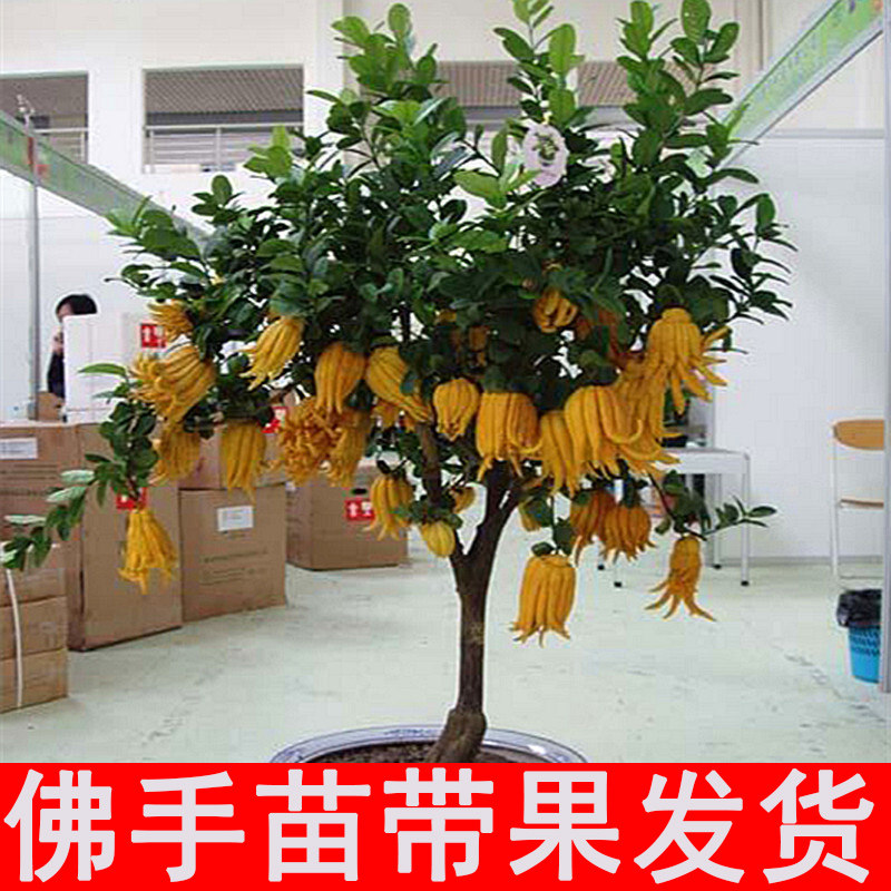 佛手盆栽带果发货金华佛手盆景金佛千佛手可食用可吃好养易成活树