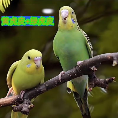 鹦鹉活鸟手养虎皮鹦鹉鸟类