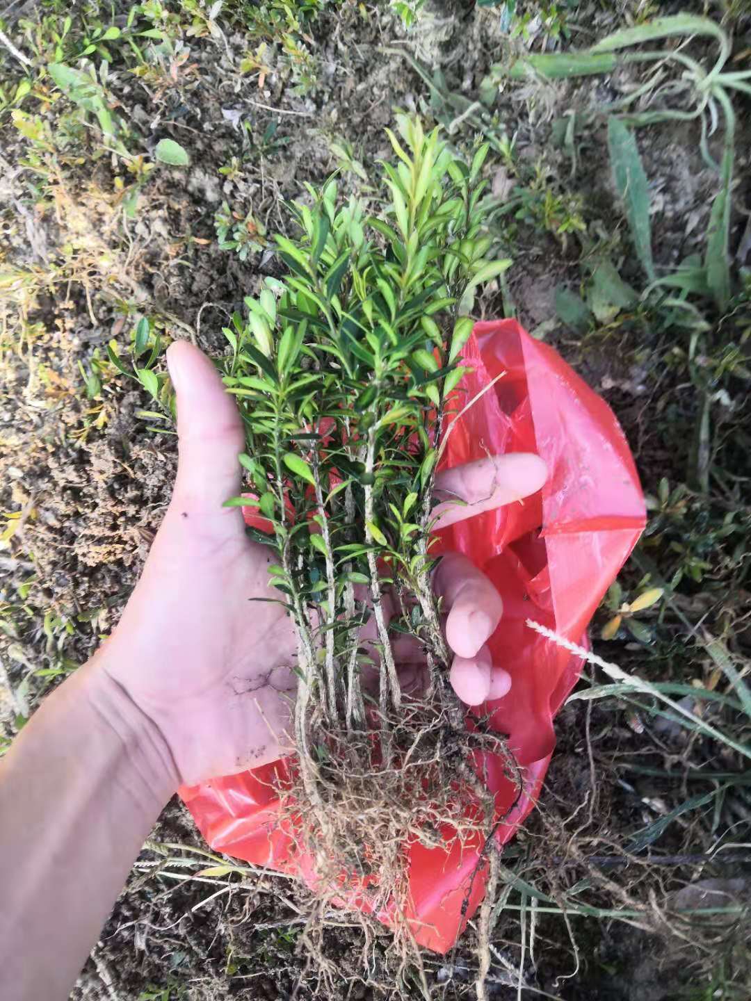 四季常青室内外皱皮雀舌黄杨老桩