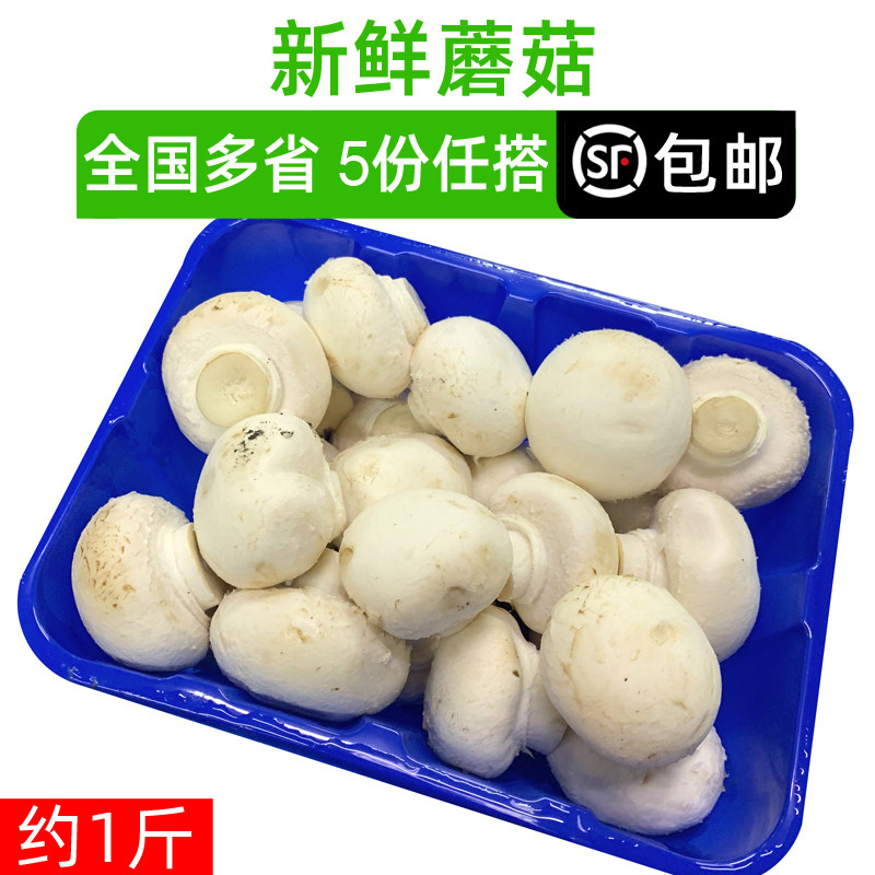新鲜蘑菇约1斤 食用菌口蘑鲜白蘑菇 口菇 双孢菇 5件包邮