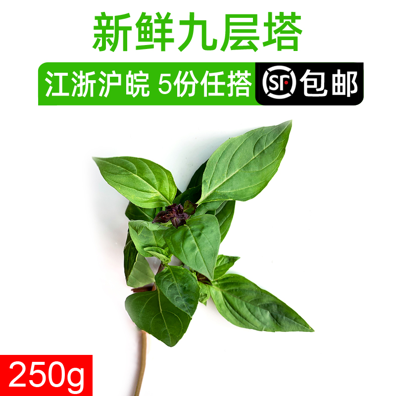 九层塔250g  新鲜蔬菜 香料 金不换 红骨罗勒叶 江浙沪满5件包邮