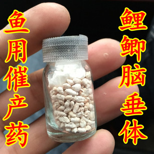 鲫脑垂体PG 鲤鲫脑垂体激素 鲤鱼脑垂体 鲫鱼脑垂体 PG 催产药