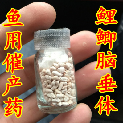 脑垂体pg鲤鲫激素鲤鱼鲫鱼催产