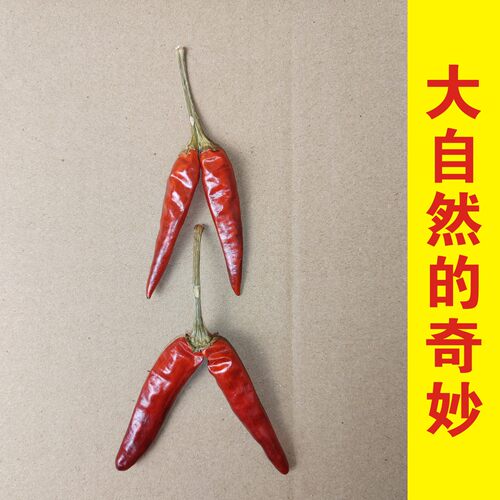 双头真辣椒天然农产品孪生辣椒