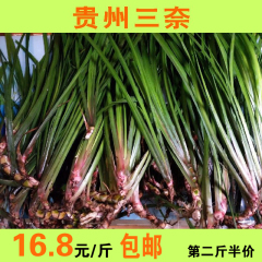 贵州特产调味香料山奈去腥除味五香草随手香新鲜带根盆栽1斤三赖