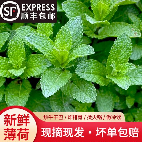 云南食用新鲜薄荷叶顺丰冷链包邮