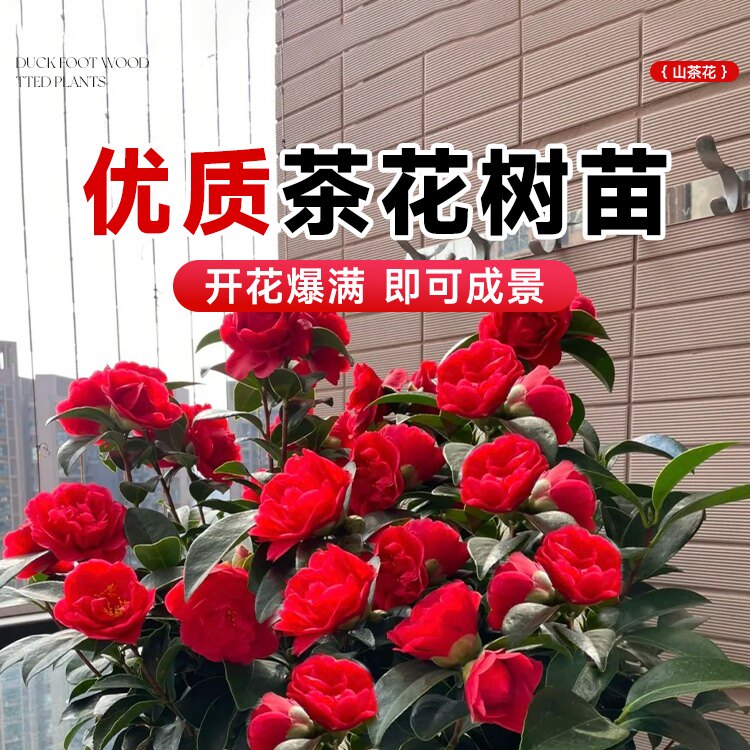山茶花树苗盆栽四季开花不断香妃茶花
