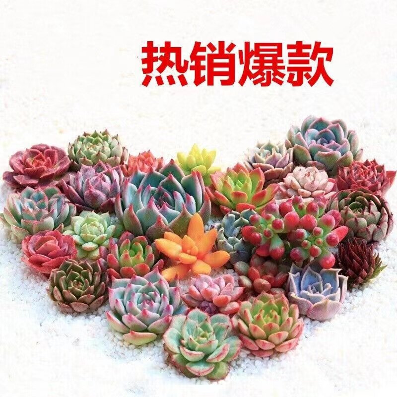 多肉植物肉肉新手套餐组合含盆带多肉植物