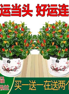【聚财金鱼】金鱼花吊兰耐寒花卉鱼嘴花冬天室内盆栽吸甲醛绿植物