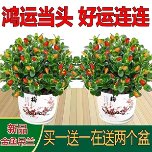 【聚财金鱼】金鱼花吊兰耐寒花卉鱼嘴花冬天室内盆栽吸甲醛绿植物