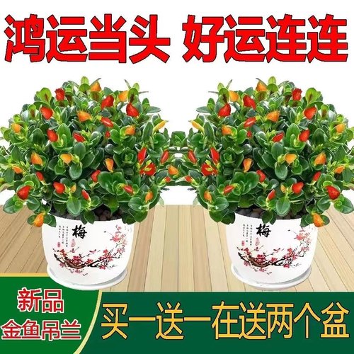 【聚财金鱼】金鱼花吊兰耐寒花卉鱼嘴花冬天室内盆栽吸甲醛绿植物