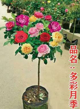 嫁接多色重辦树桩月季彩色棒棒糖四季开花庭院阳台别墅地栽盆栽
