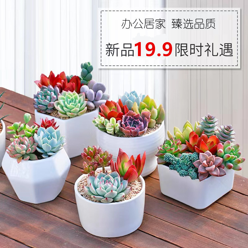 多肉植物小盆栽绿植花卉肉肉植物带盆室内好养多肉组合套餐办公室